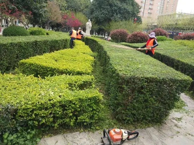 昭通城市绿化一般种什么花