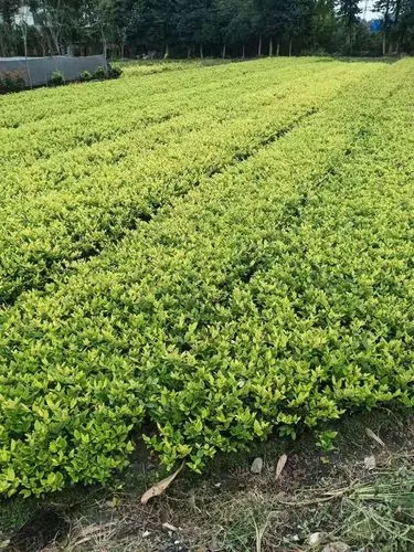 株洲城市绿化带种植什么植物好