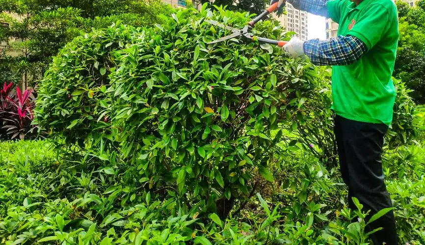 绿化工程养护期满验收规范